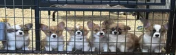 Welsh Corgi Pembroke dogs for sale: Full AKC - Ad 16