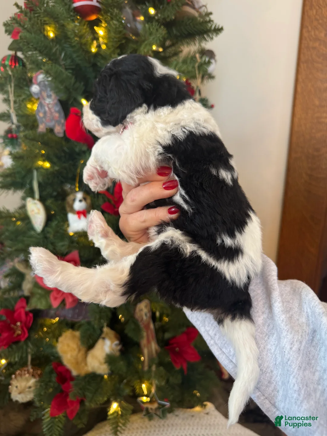 Mini Bernedoodle dogs for sale: Finnigan - Ad 10