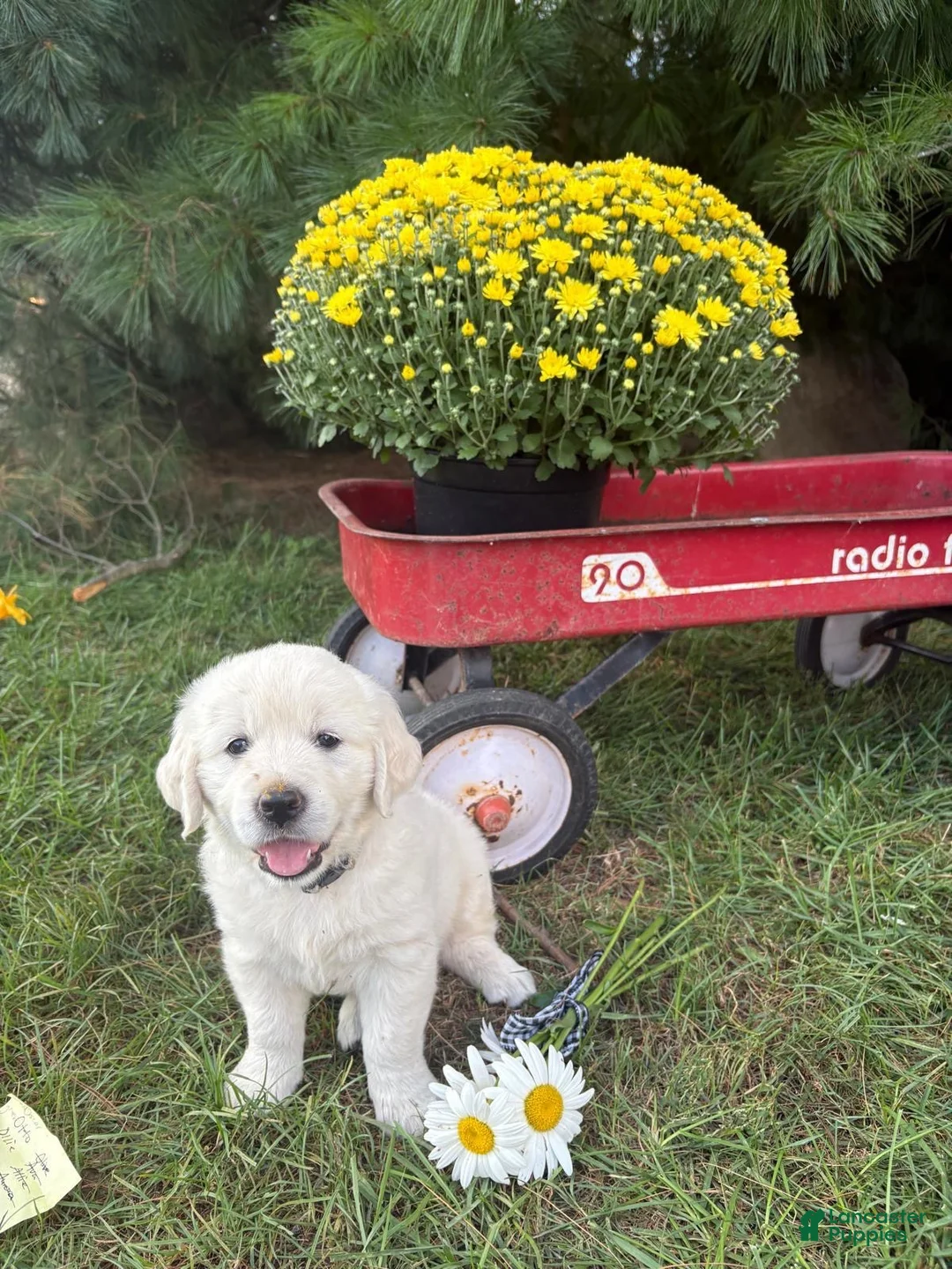 Golden Retriever dogs for sale: Daisy - Ad 2