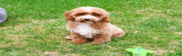 Miniature Poodle dogs for sale: Rhett  - Ad 7