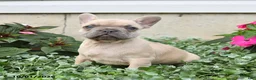 French Bulldog dogs for sale: Fiona - Ad 3