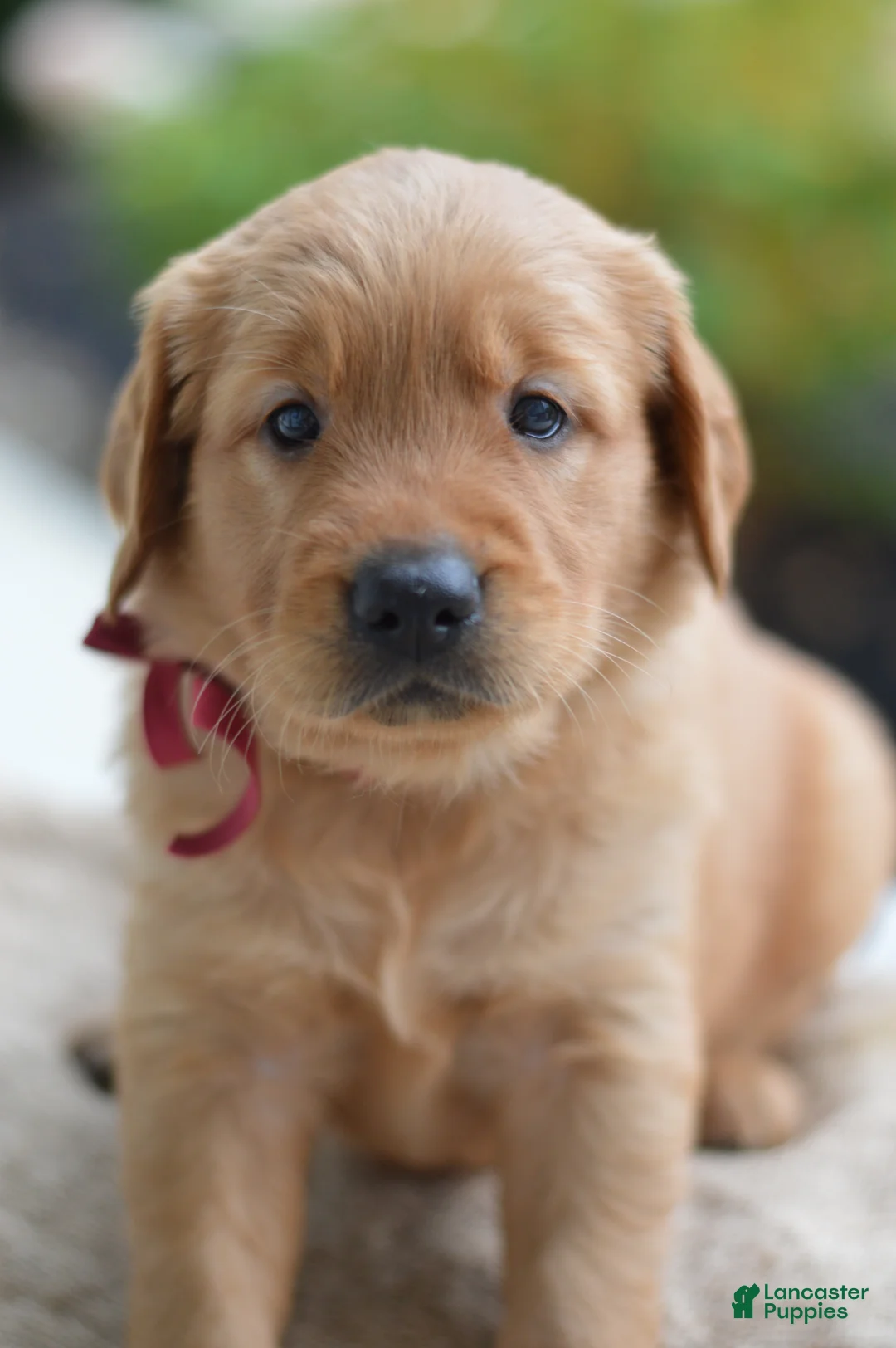 Golden Retriever dogs for sale: Red Collar - Ad 2