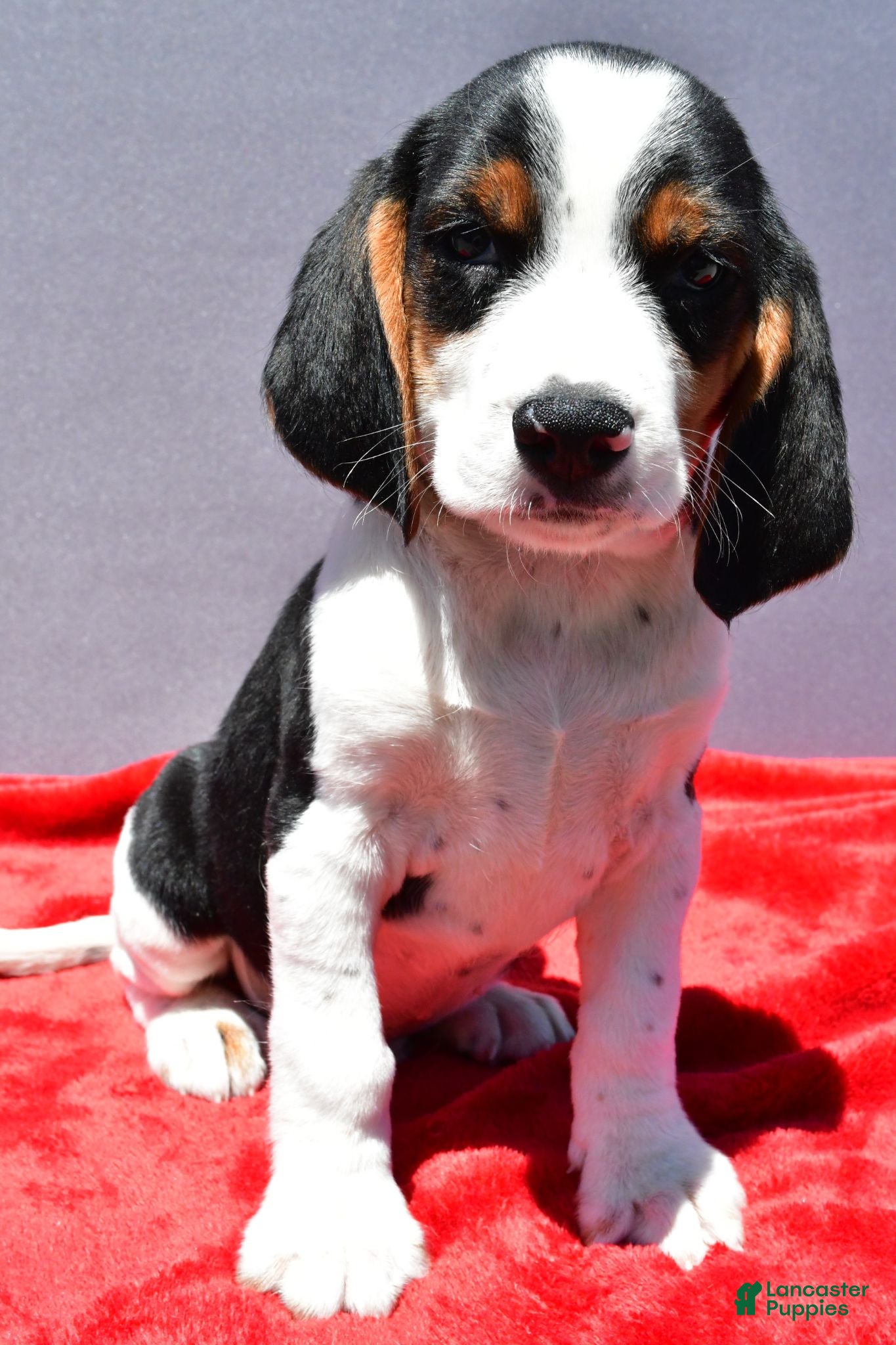 Beagle dogs Rudy - Ad 1