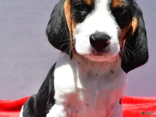 Beagle dogs for sale: Rudy - Ad 1