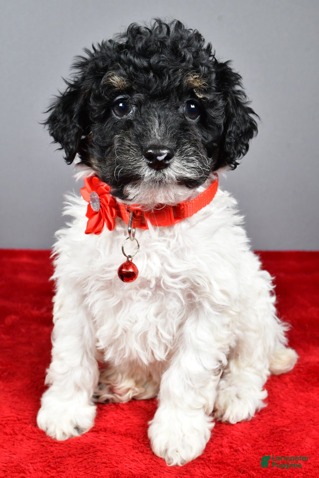 Miniature Poodle dogs for sale: April - Ad 1