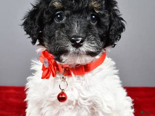 Miniature Poodle dogs April - Ad 2