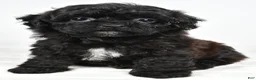 Shihpoo dogs for sale: Willow toy - Ad 8