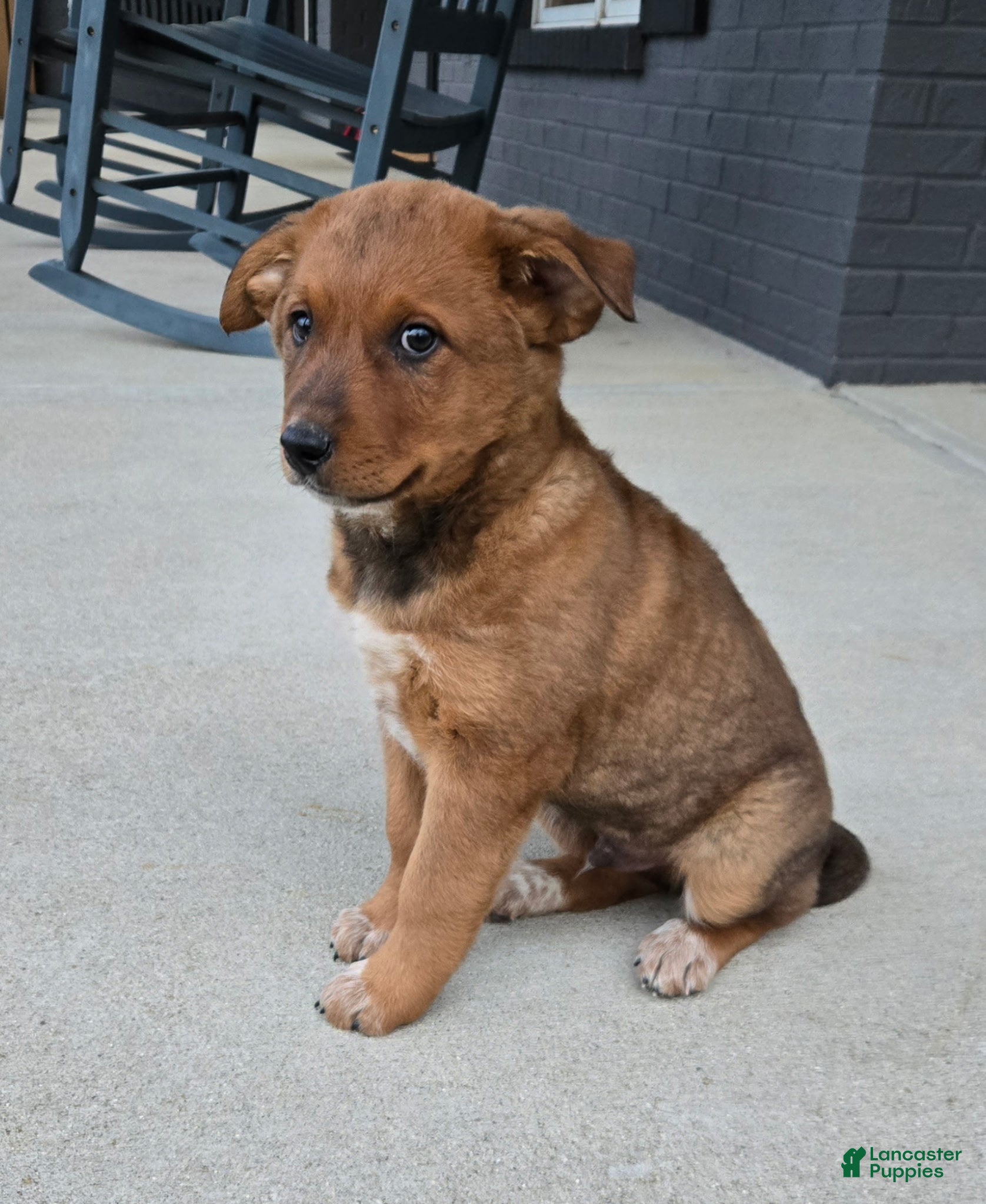 Australian Cattle Dog dogs Rocky  - Ad 32