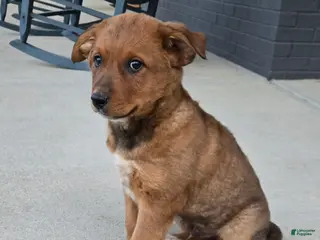 Australian Cattle Dog dogs Rocky - Ad 32