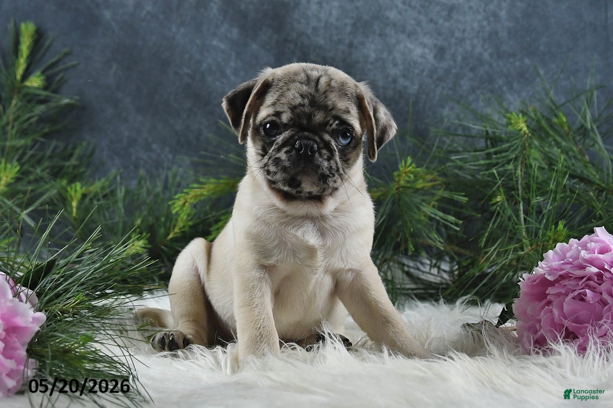 Pug dogs Gus - Ad 2