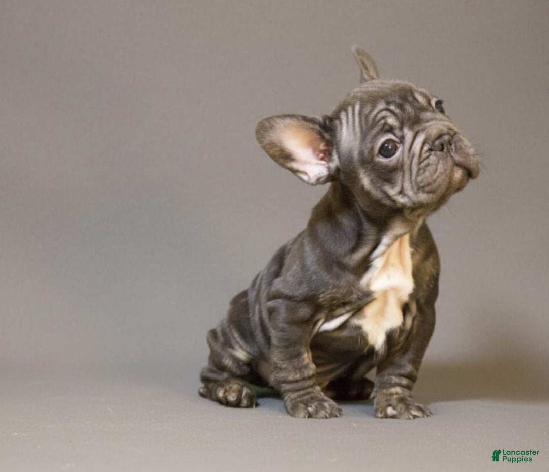 French Bulldog dogs for sale:  Puppy 4 - Ad 3