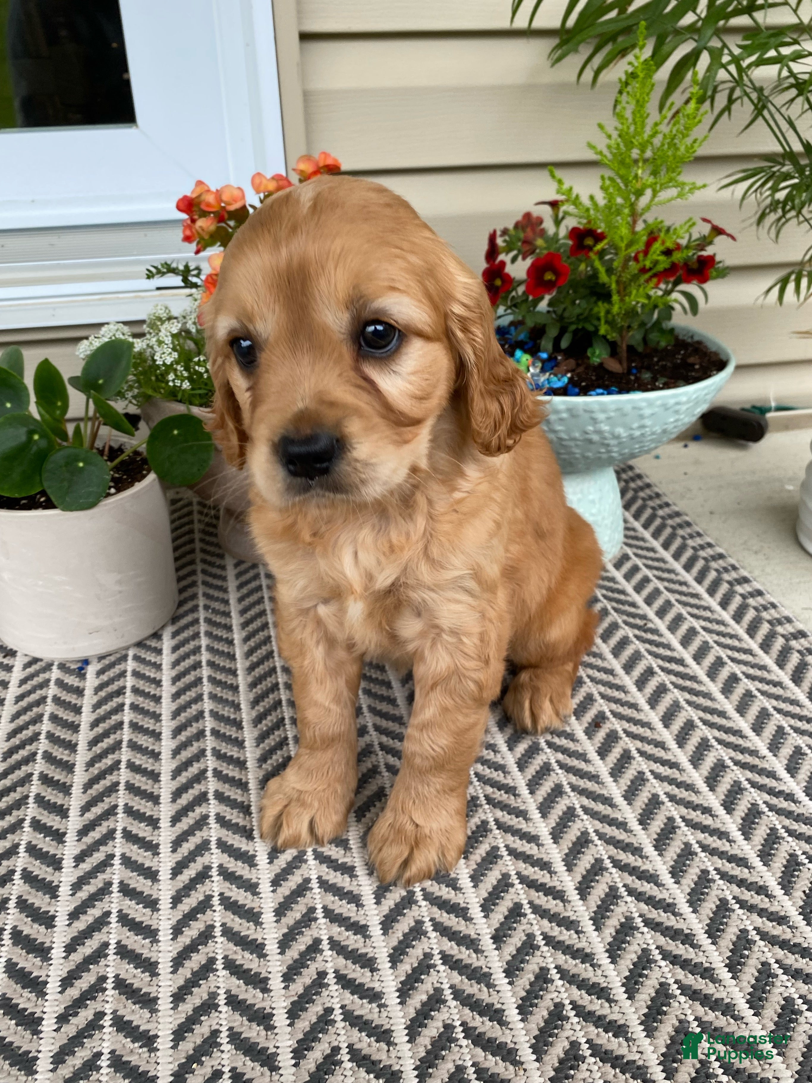 Miniature Golden Retriever dogs Maggie - Ad 1