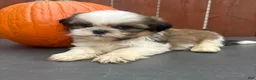 Shih Tzu dogs for sale: Fudge - Ad 7