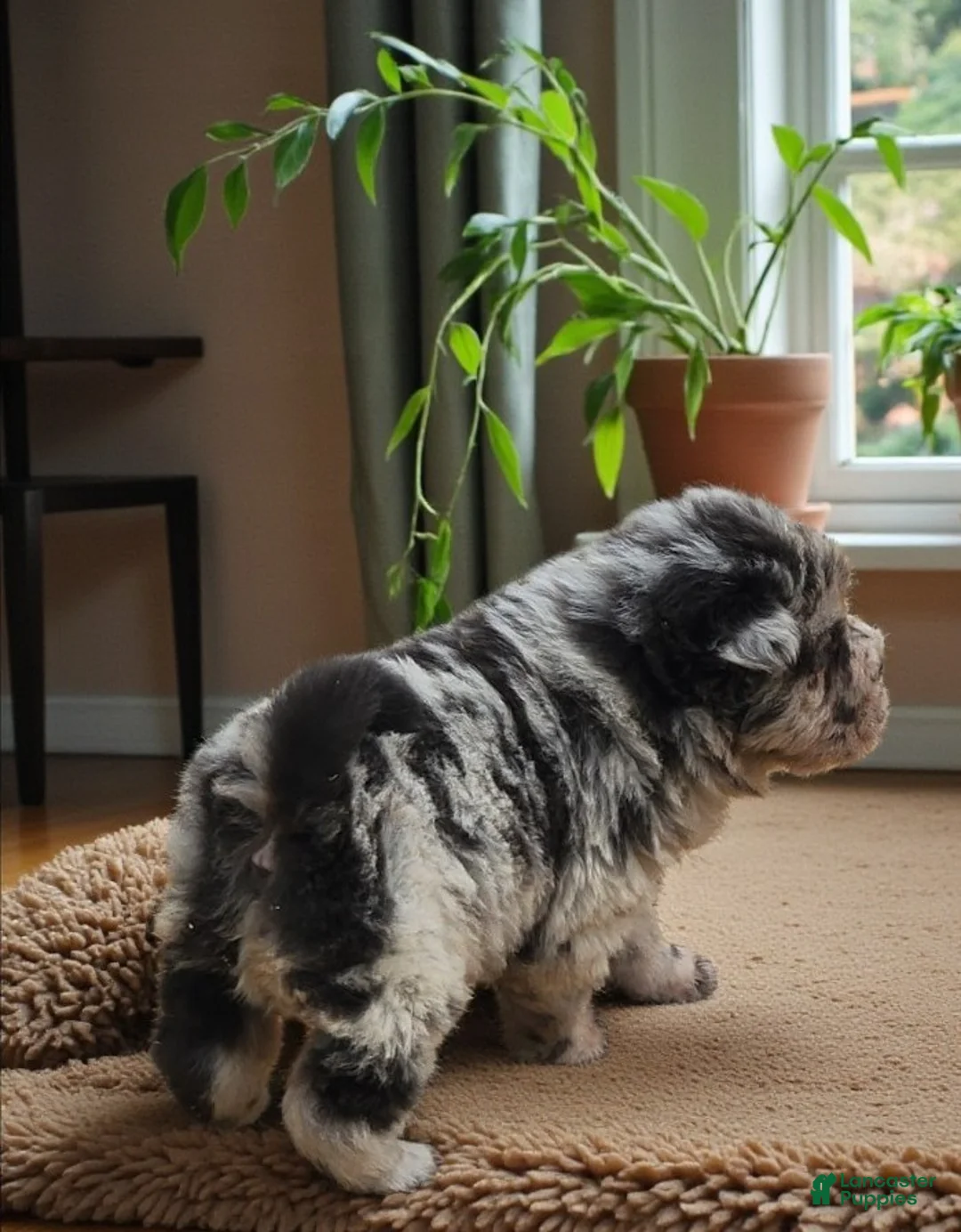 Shar Pei dogs for sale: Tinsel bear coat mini merle  - Ad 16