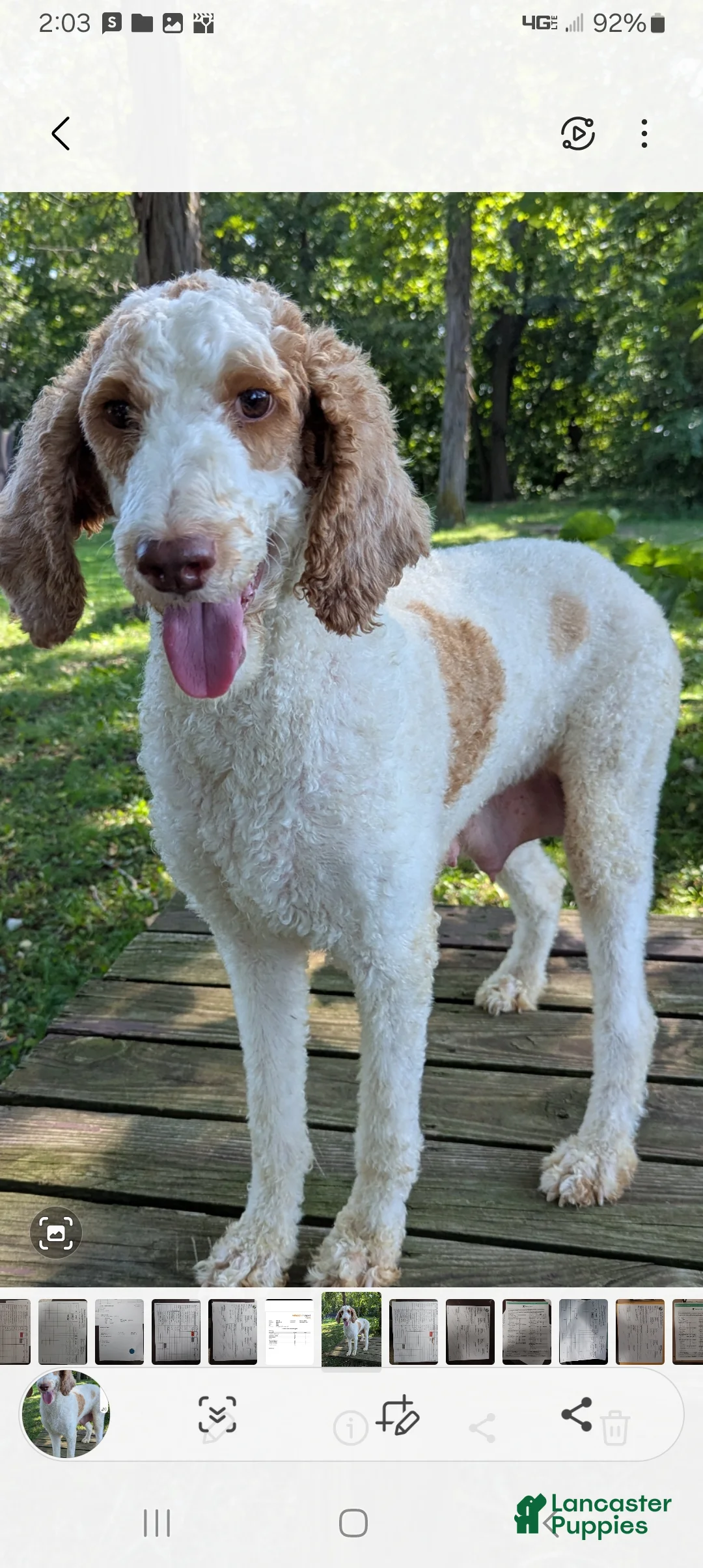 Mixed Breed dogs for sale: Gigi - Ad 10