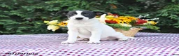 Mixed Breed dogs for sale: Chelsy - Ad 1