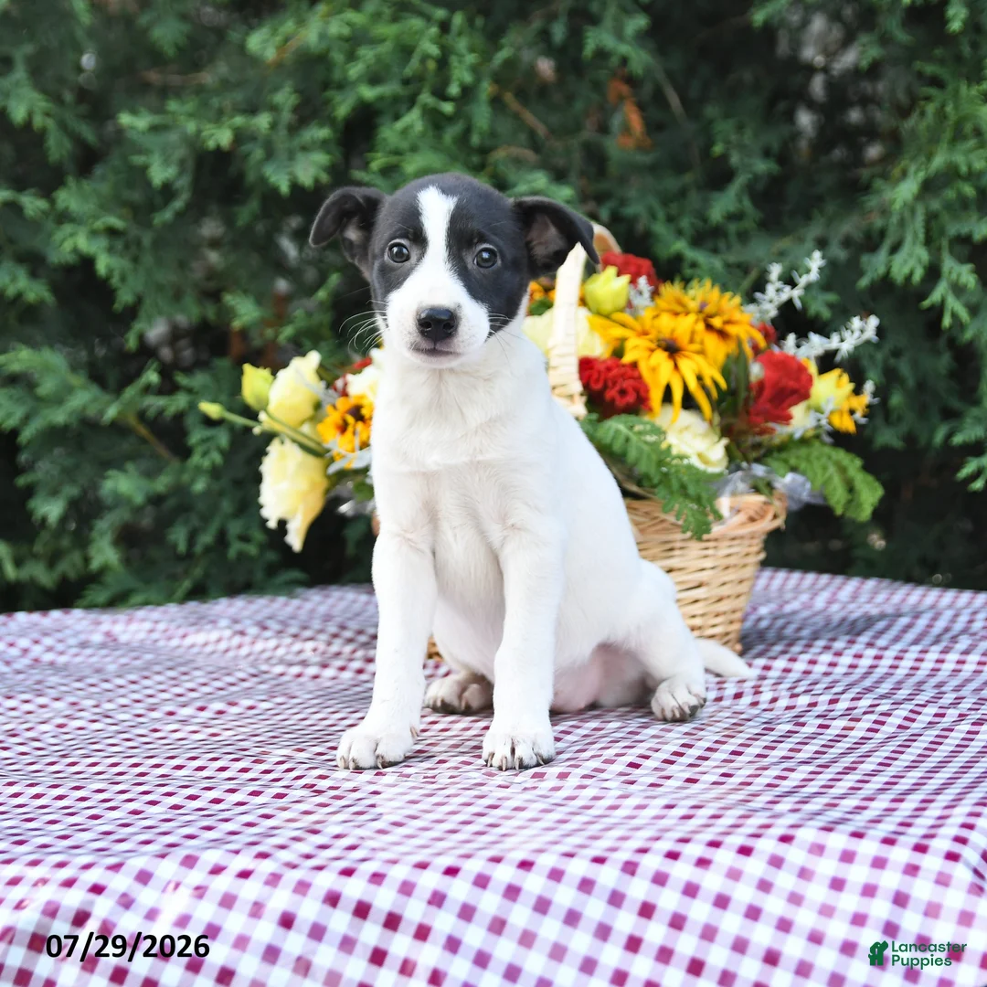 Mixed Breed dogs for sale: Chelsy - Ad 1