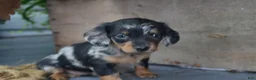 Dachshund dogs for sale: Talia - Ad 4
