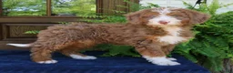 Mini Bernedoodle dogs for sale: Nova  - Ad 4