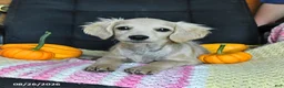 Cavapoo dogs for sale: Teddy - Ad 3