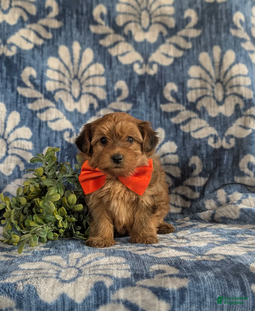 Yorkiepoo dogs for sale: Holman 6 lbs full grown - Ad 2