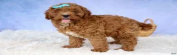 Cavapoo dogs for sale: Kody 🐶 - Ad 12