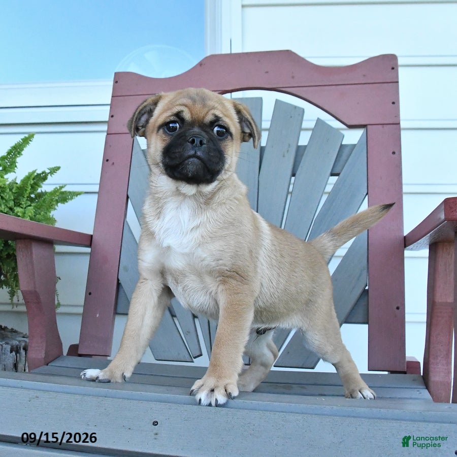 Mixed Breed dogs Skipper - Ad 1