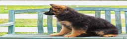 German Shepherd dogs for sale: Glory - Ad 2
