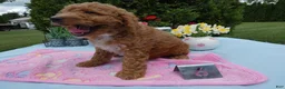 Mini Goldendoodle dogs for sale: Mini Goldendoodle 6 Rana - Ad 2