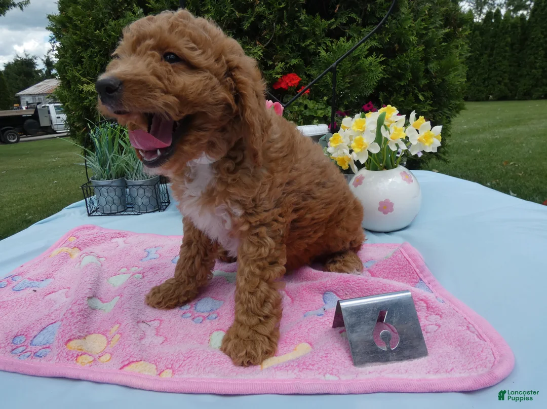 Mini Goldendoodle dogs for sale: Mini Goldendoodle 6 Rana - Ad 2