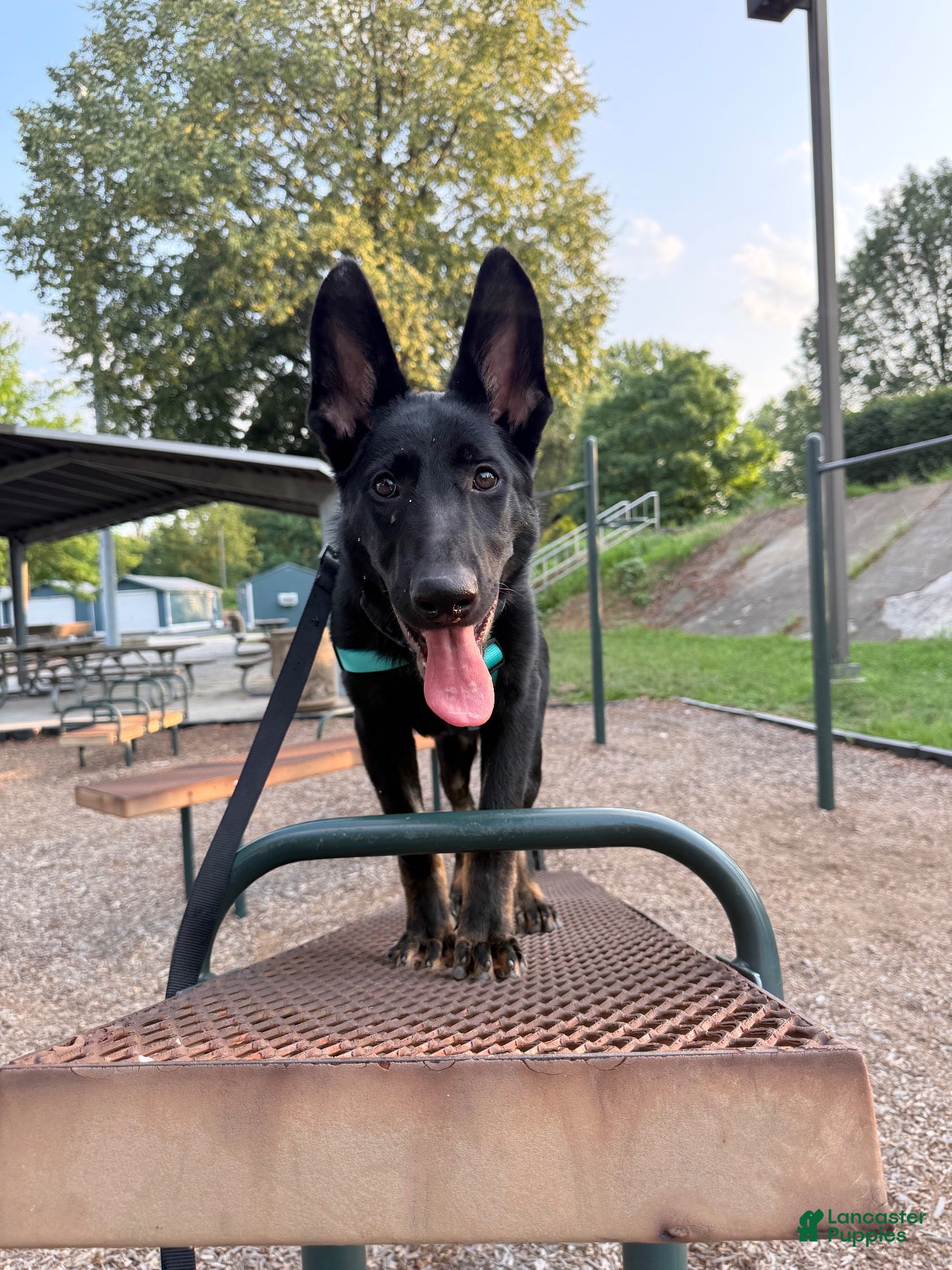 German Shepherd dogs for sale: Kilo - Ad 21
