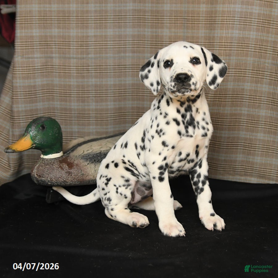 Dalmatian dogs Dimples - Ad 1