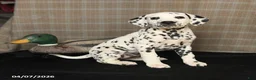 Dalmatian dogs for sale: Dimples - Ad 1