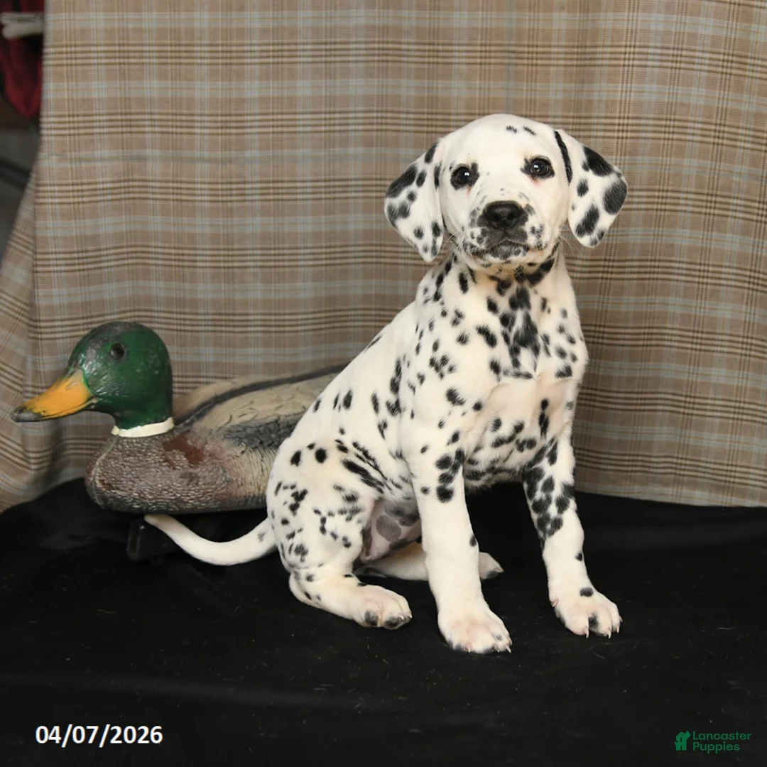Dalmatian dogs for sale: Dimples - Ad 1