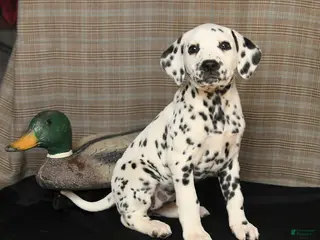 Dalmatian dogs for sale: Dimples - Ad 3