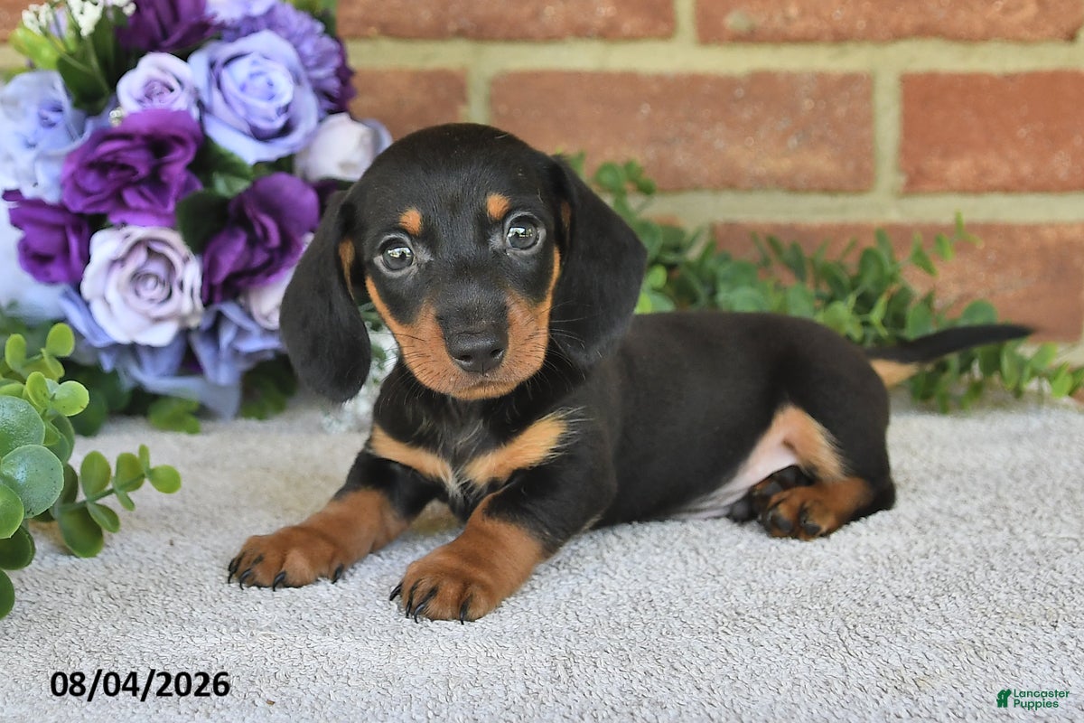 Miniature Dachshund dogs Parker - Ad 1