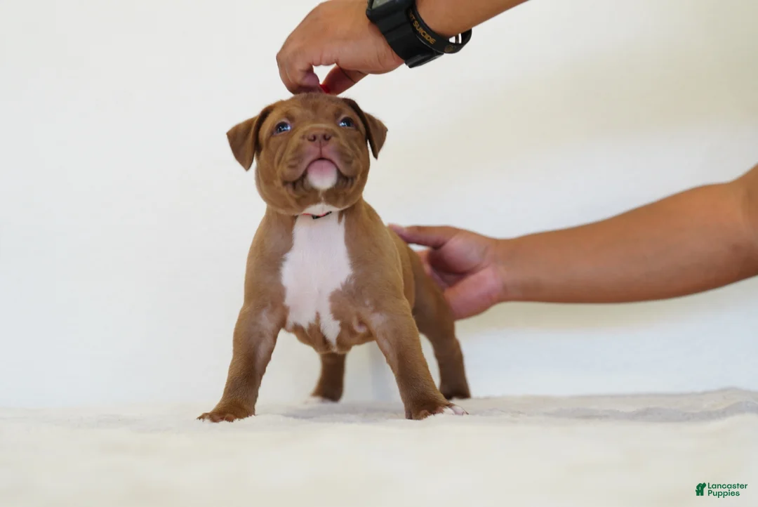 American Bully dogs for sale: American Bully 5 - Ad 6