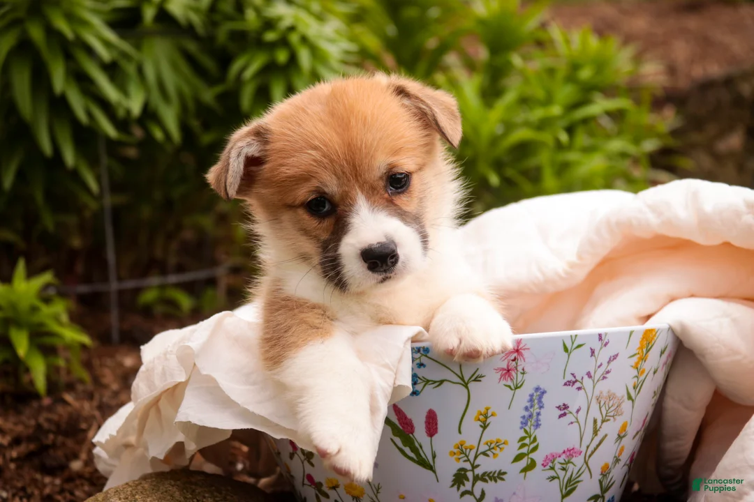 Welsh Corgi Pembroke dogs for sale: Zylee - Ad 1
