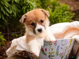 Welsh Corgi Pembroke dogs for sale: Zylee - Ad 2