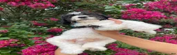 Goldendoodle dogs for sale: Champ - Ad 4