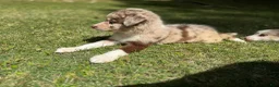 Border Collie dogs for sale: Border Collie Puppy 3 - Ad 7