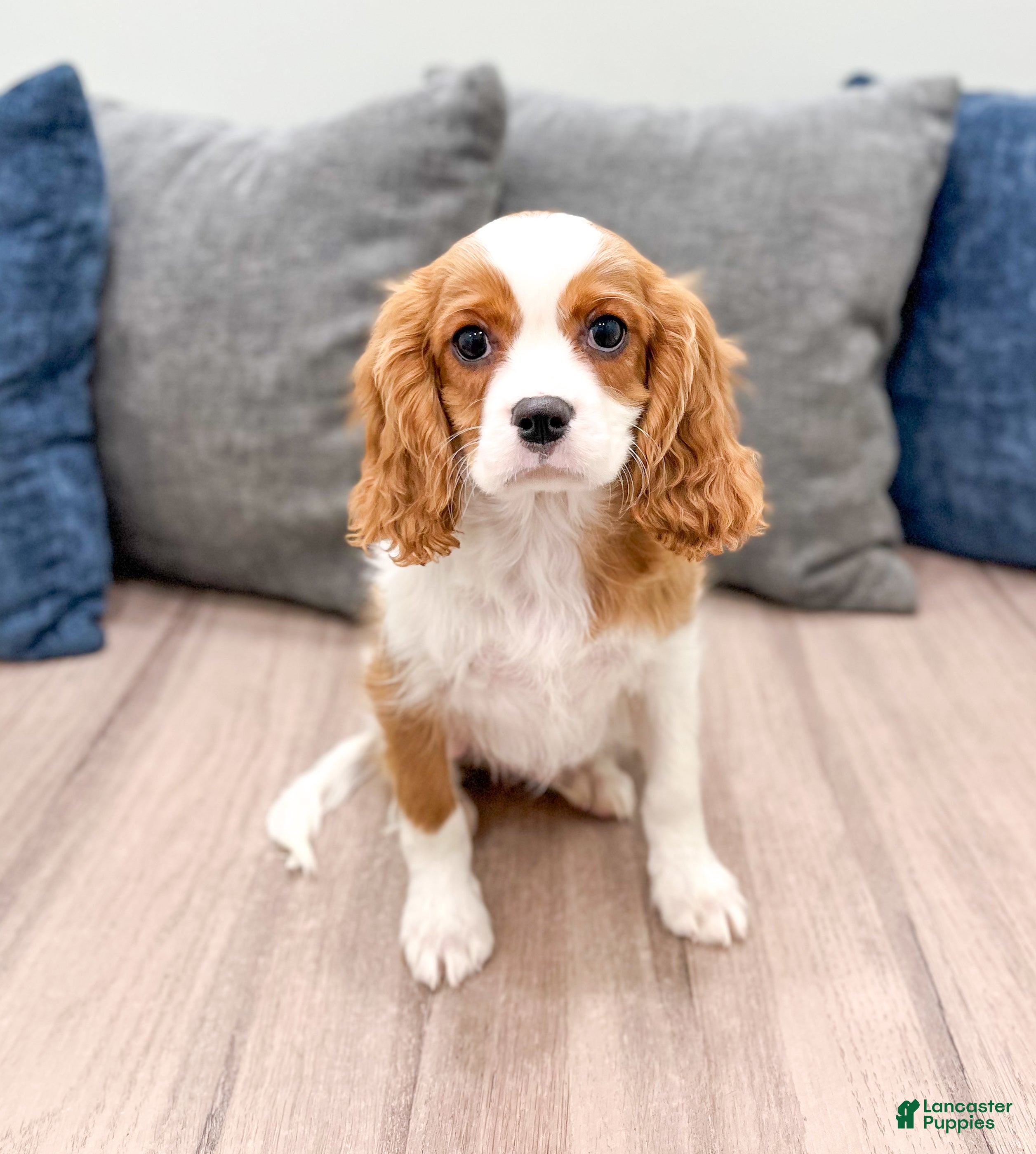 Cavalier King Charles Spaniel dogs Quincy - Ad 1