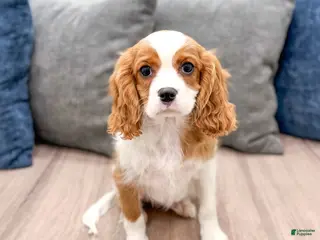 Cavalier King Charles Spaniel dogs Quincy - Ad 1