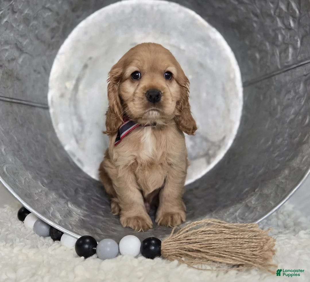 Cocker Spaniel dogs for sale: Lyle - Ad 2