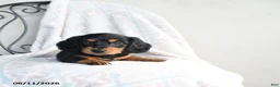 Miniature Dachshund dogs for sale: Zane - Ad 3