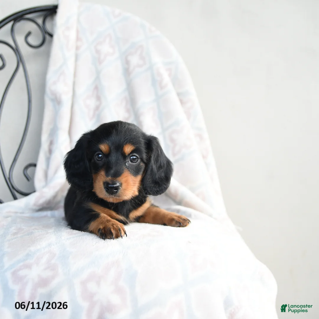 Miniature Dachshund dogs for sale: Zane - Ad 3