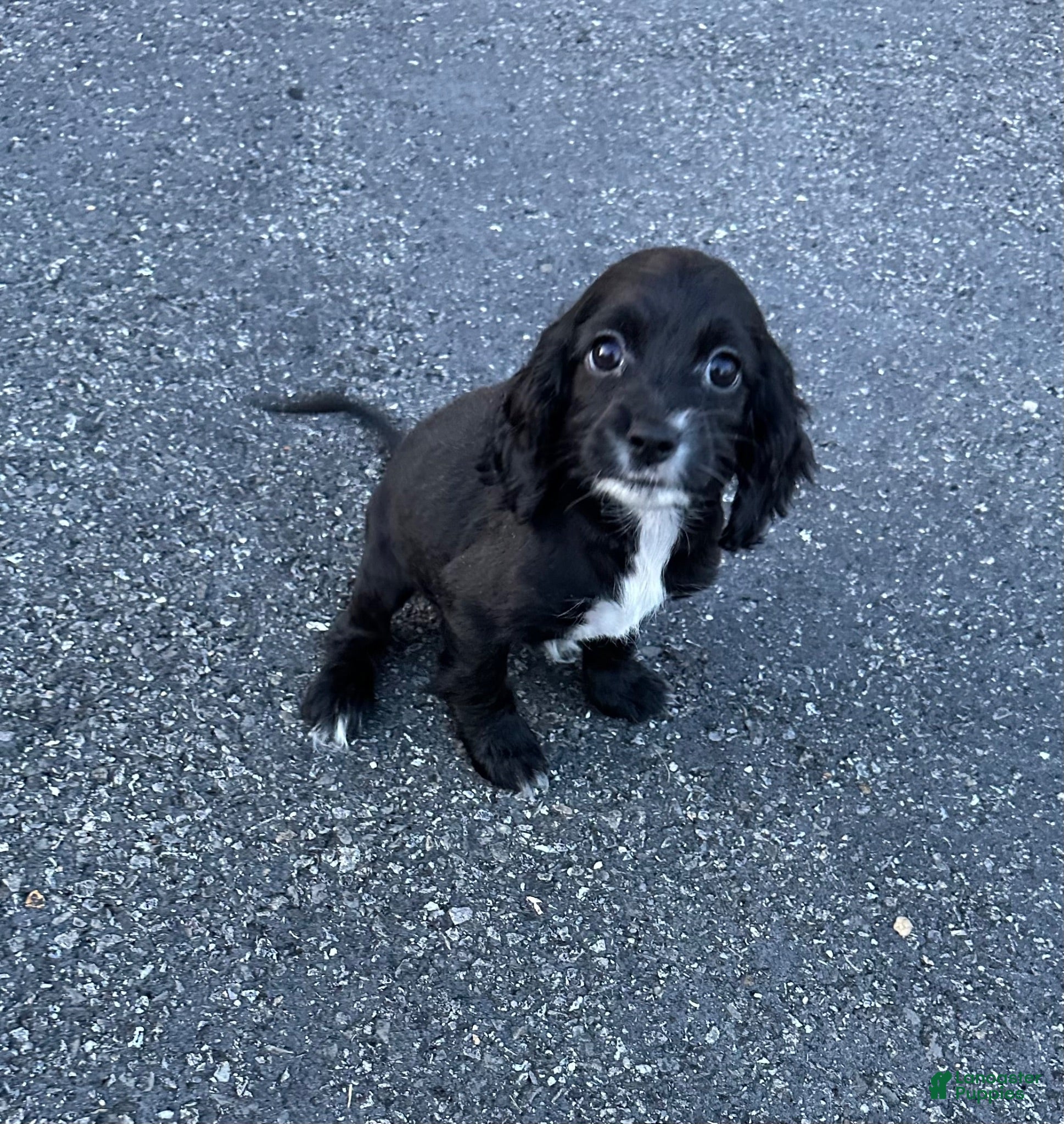 Mixed Breed dogs Reyna - Ad 6