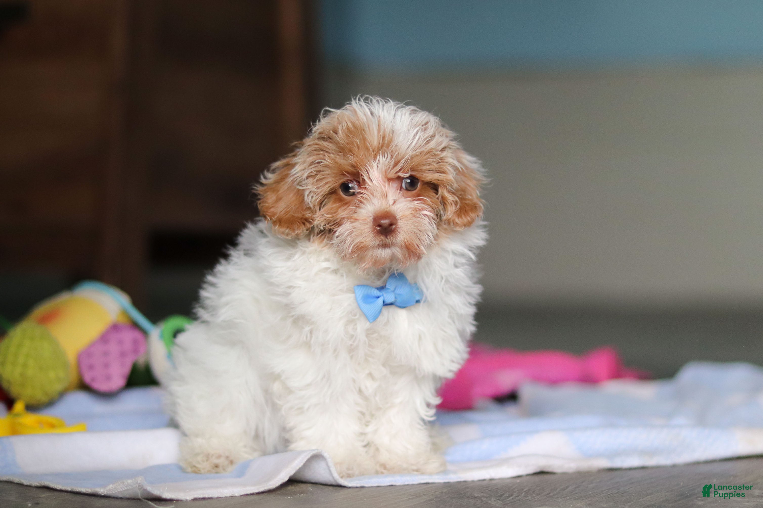 Mixed Breed dogs Wilbur - Ad 2