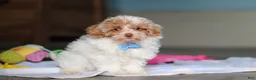 Mixed Breed dogs for sale: Wilbur - Ad 2