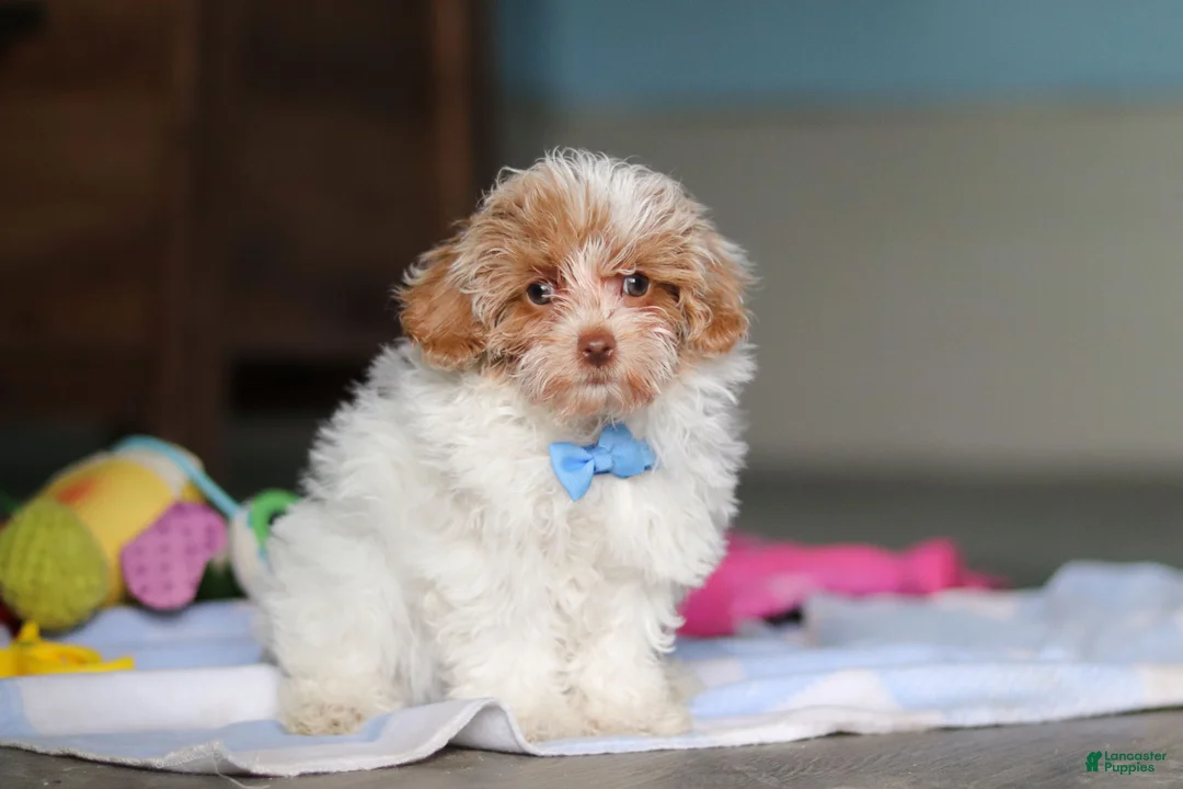 Mixed Breed dogs for sale: Wilbur - Ad 2